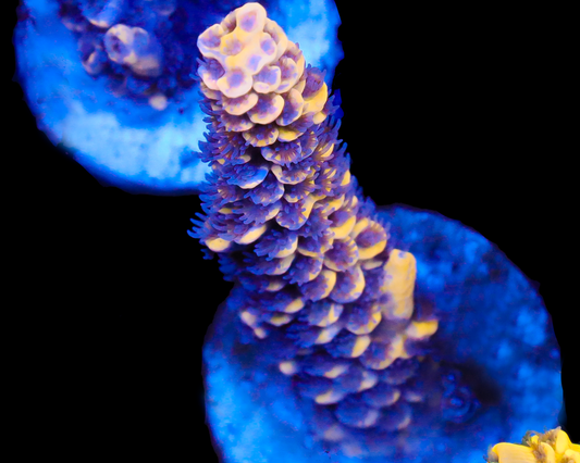 818'S LEMONBERRY SPLICE TENUIS