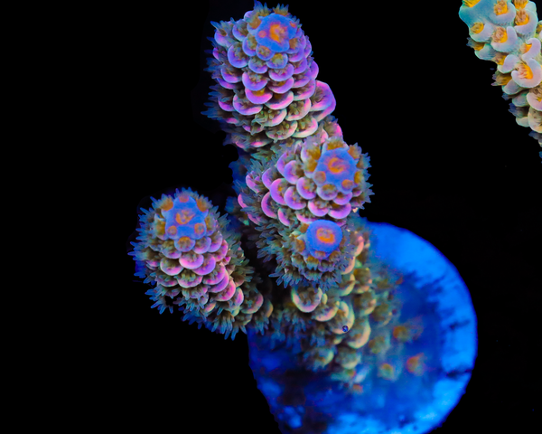 818'S BERRIES N CREAM TENUIS