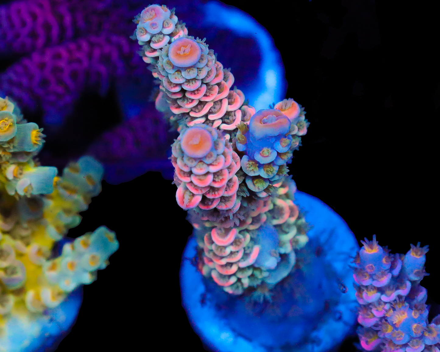 818'S JET FUEL TENUIS HOT NEW RELEASE