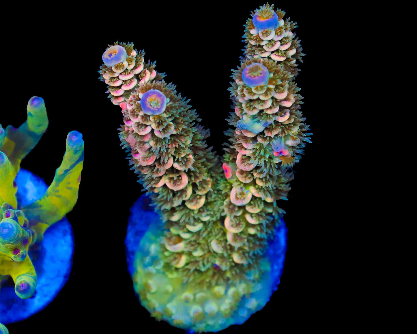 818'S MASTERMIND TENUIS