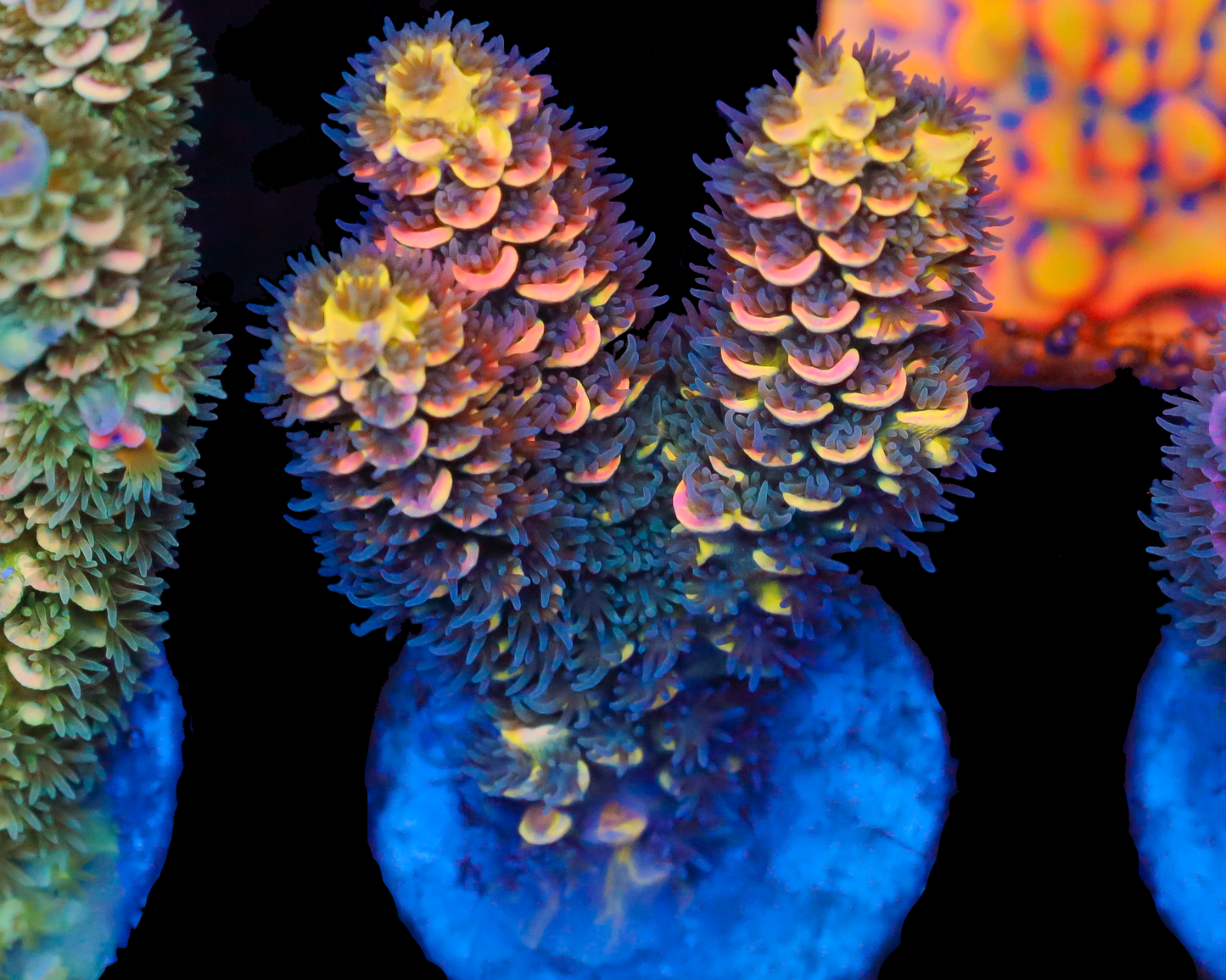 818'S WTF TENUIS LAST CHUNK AVAILABLE