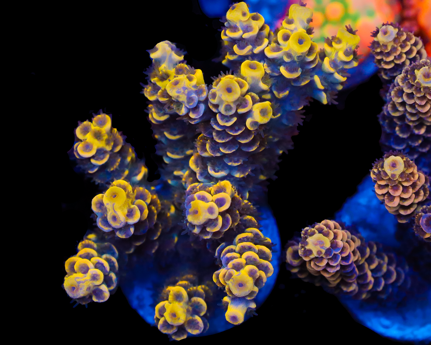 NEW RELEASE GRAFTED TENUIS MINI COLONY