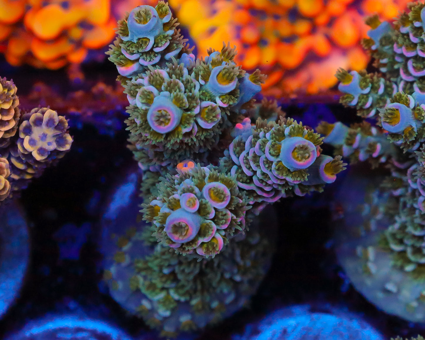 818'S WONDERBERRY TENUIS