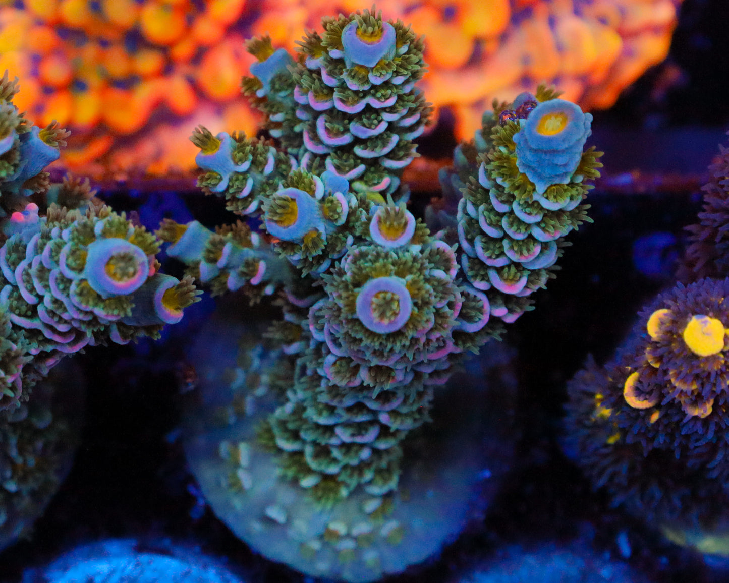 818'S WONDERBERRY TENUIS CHUNKY