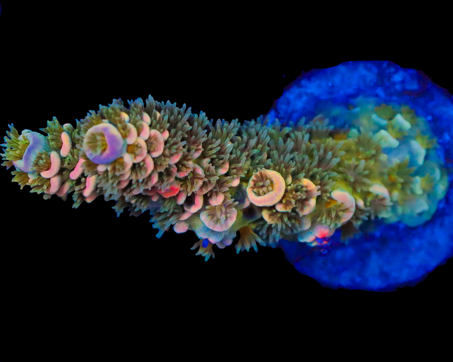 818'S MASTERMIND TENUIS