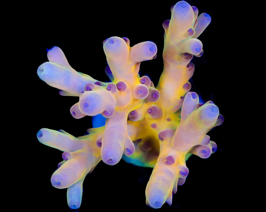 818'S LIMELIGHT LOKANI