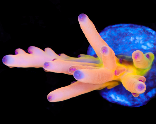 818'S AFTERBURNER LOKANI