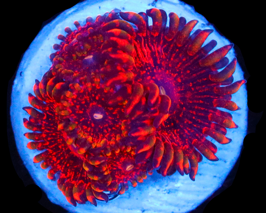 FLAMING MOHICIAN ZOAS 6PP