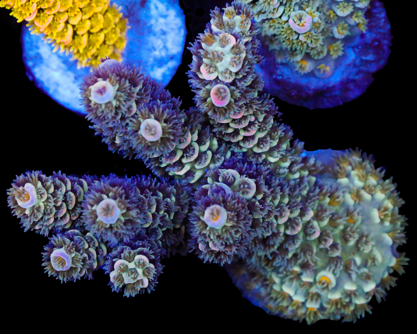 MALAYSIAN TENUIS MINI COLONY