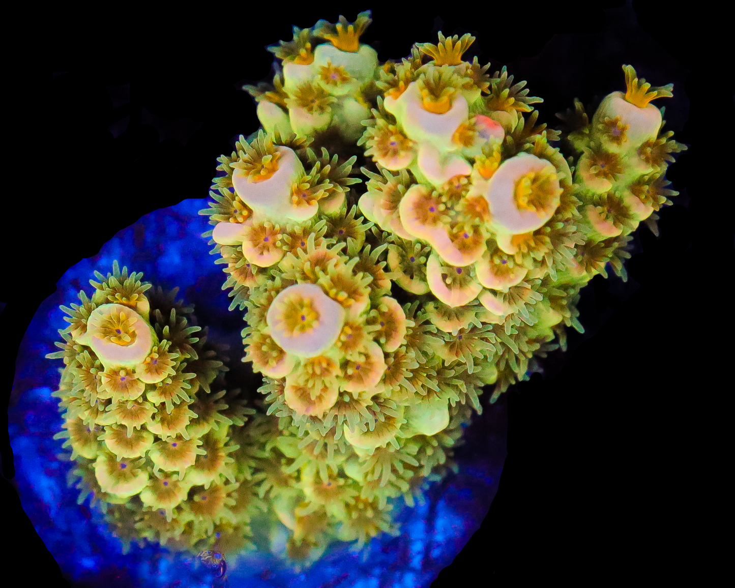 818'S CITRUS SQUEEZE TENUIS