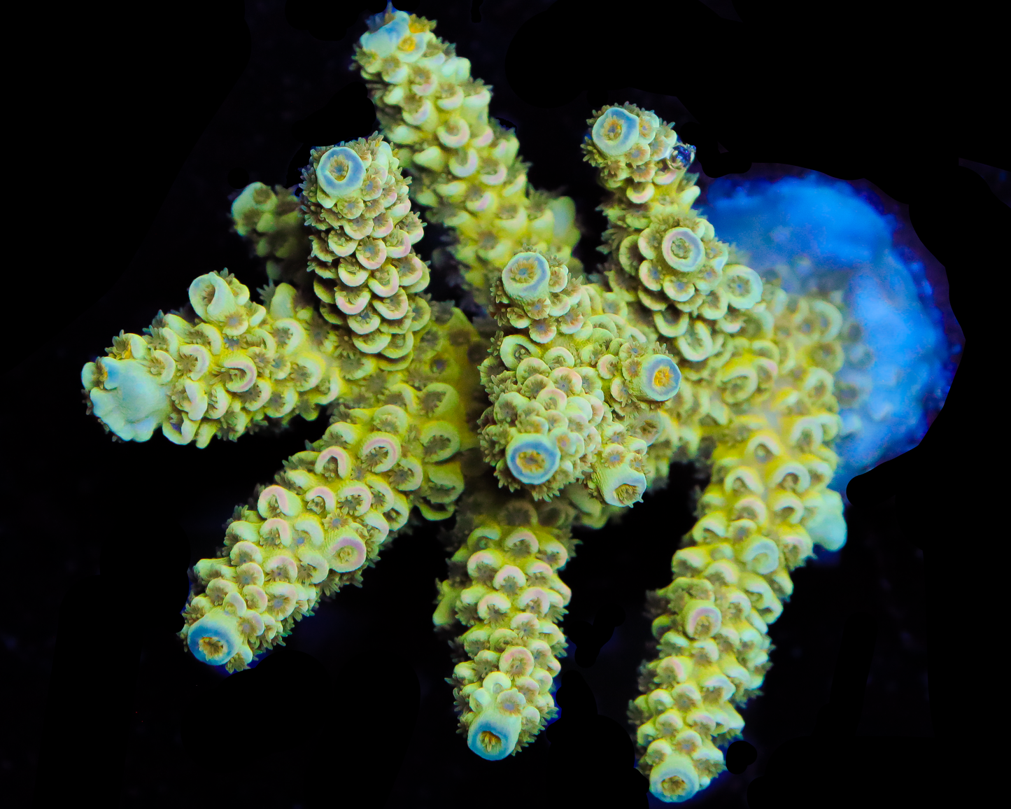 MALAYSIAN TENUIS MINI COLONY