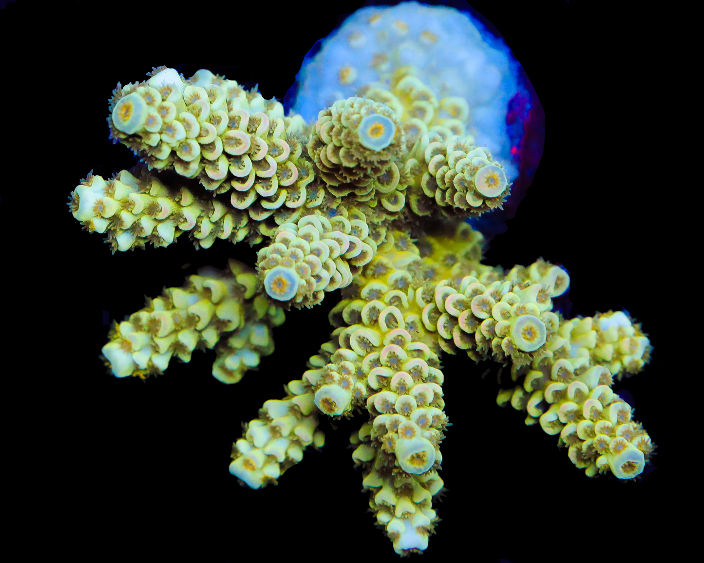 MALAYSIAN TENUIS MINI COLONY