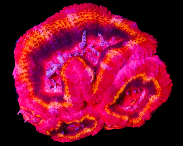 818'S BLACK HOLE SUN ACAN