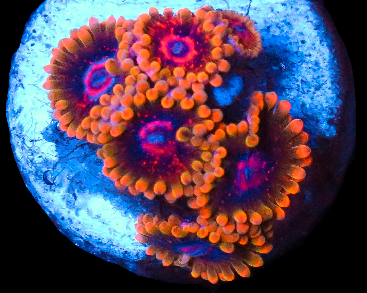 MIND TRICK ZOAS