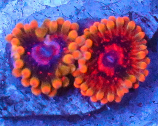 MIND TRICK ZOAS