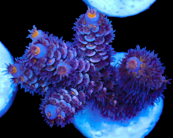 818'S PLUM PASSION TENUIS