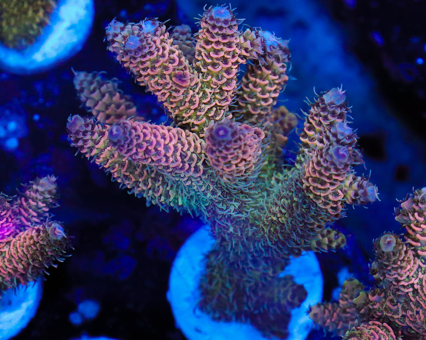 ULTRA MILLIE MINI COLONY