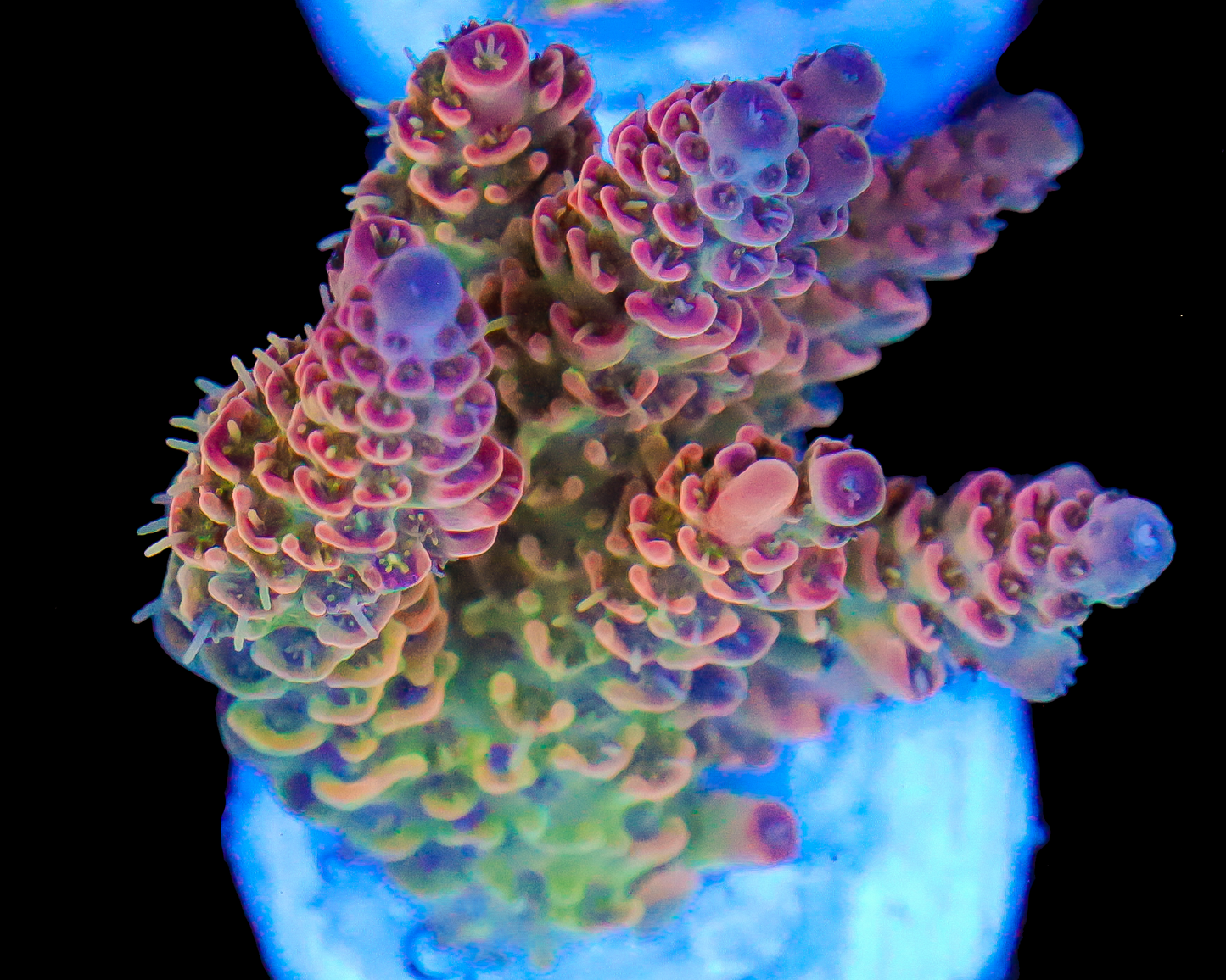 818'S ULTRA TABLE ACRO