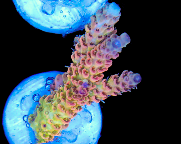 818'S ULTRA TABLE ACRO