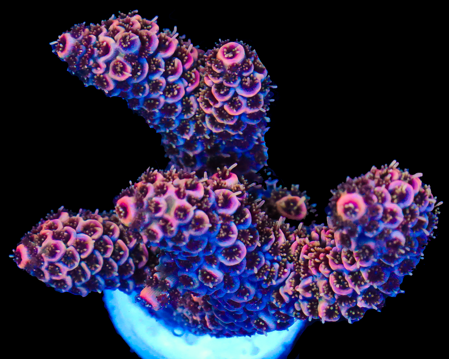 NEW RELEASE MILLIE CHUNKY