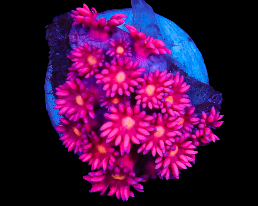818'S SWEETLIPS GONI