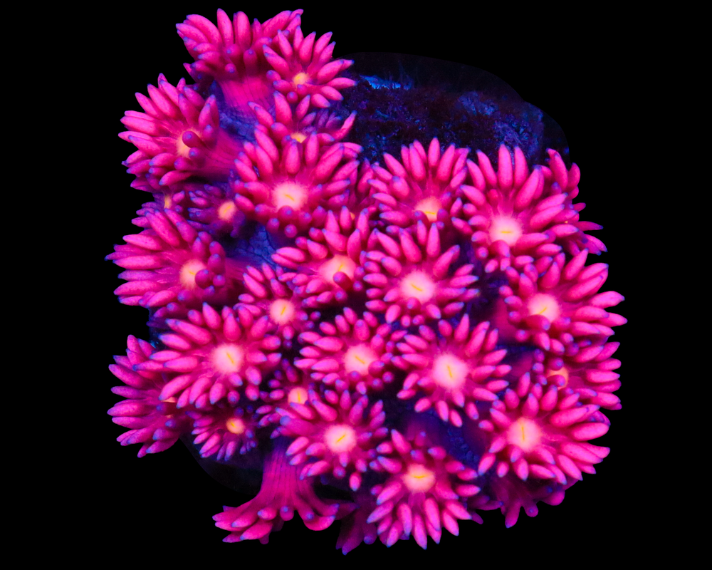 818'S SWEETLIPS GONI