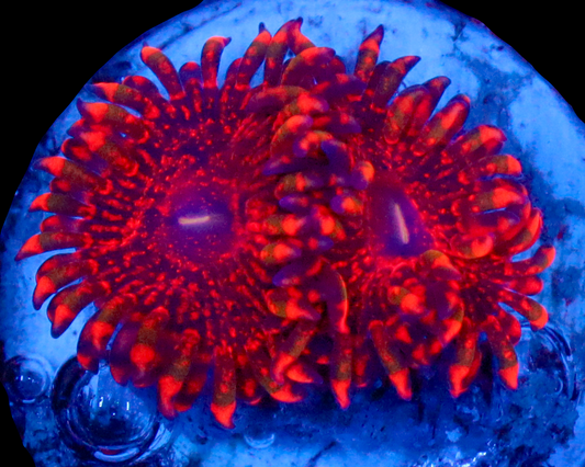 FLAMING MOHICIAN ZOAS
