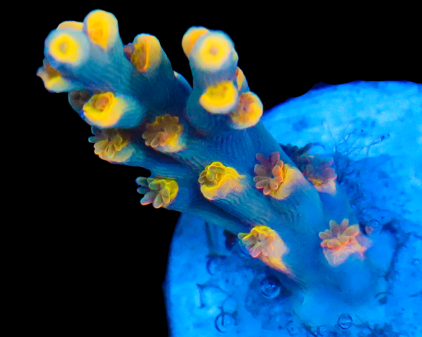 818'S SPITFIRE SPECIOSA