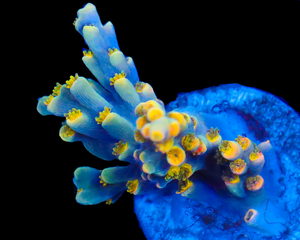 818'S SPITFIRE SPECIOSA