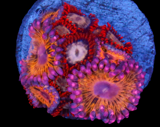 STRATOCASTER ZOA COMBO