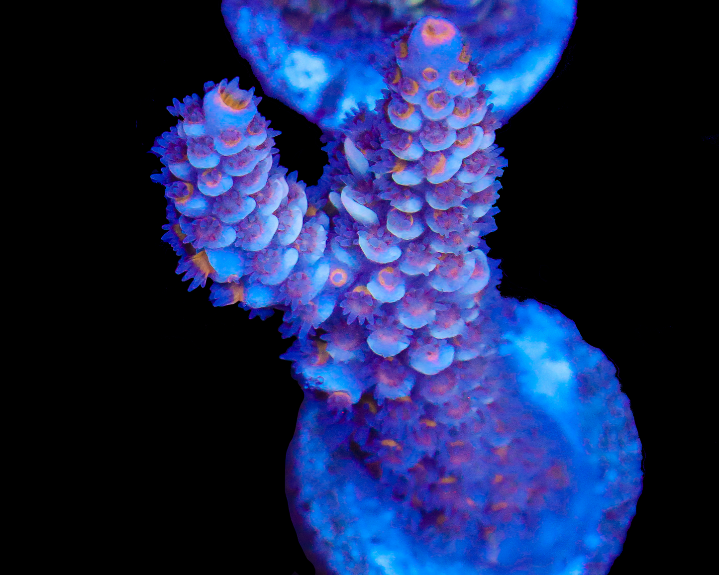 818'S STORMTROOPER TENUIS