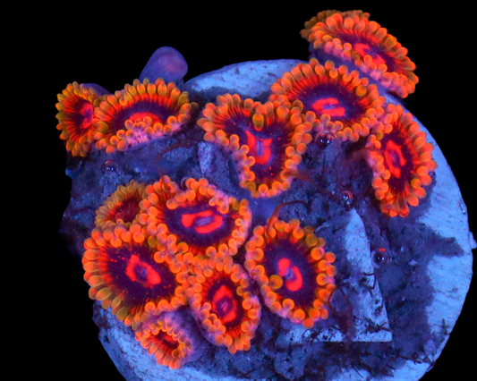 MIND TRICK ZOAS