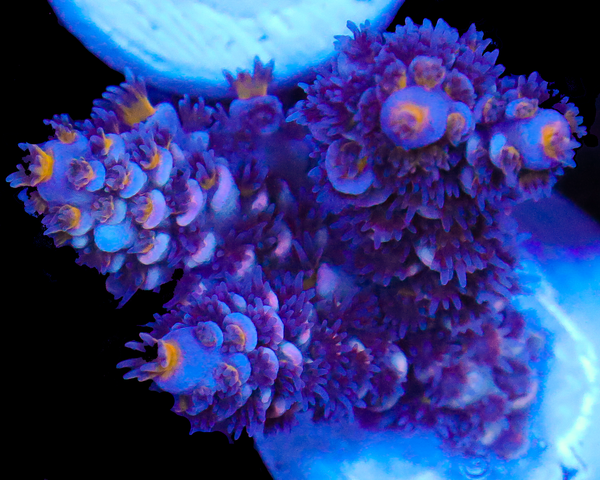 818'S PLUM PASSION TENUIS