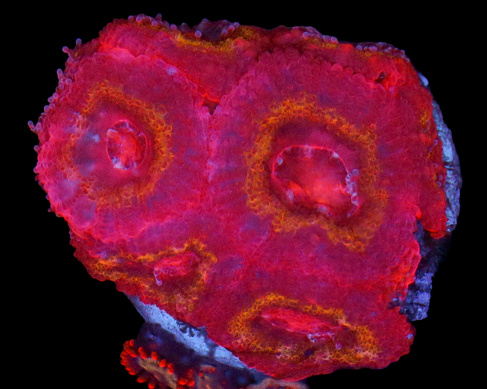 IRON MAN ACAN