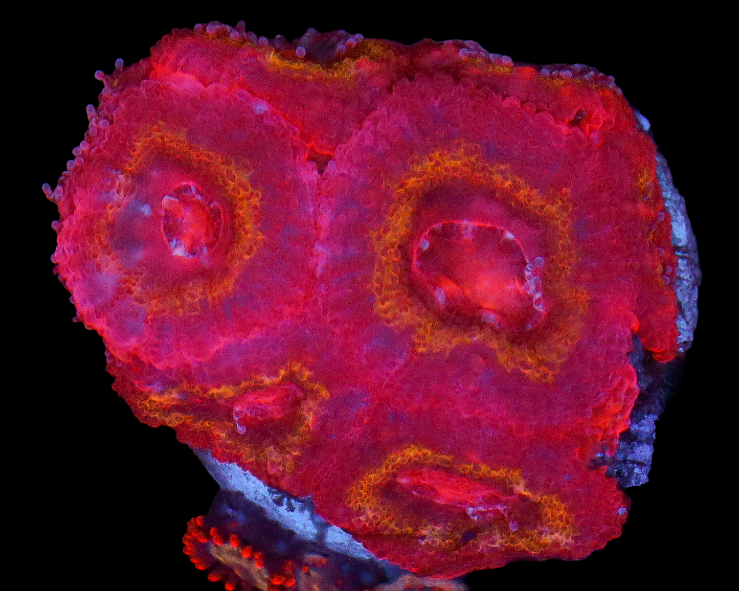 IRON MAN ACAN