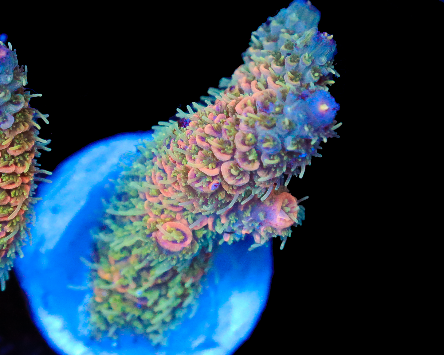 818'S SUMMER SUNRISE MILLIE