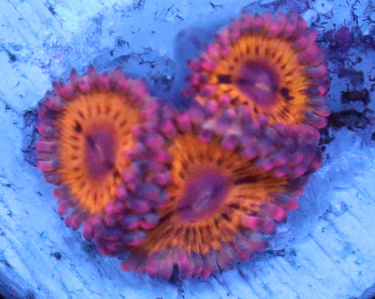 STRATOCASTER ZOAS