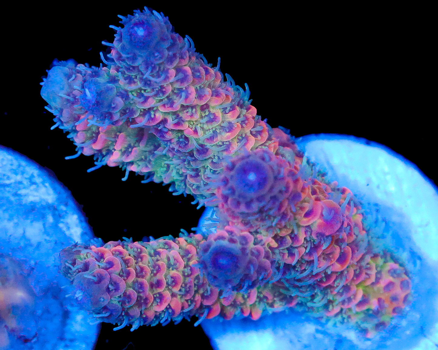 818'S RAINBOW MILLIE