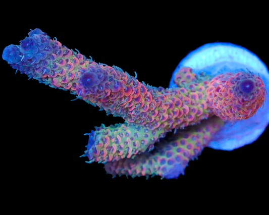 818'S RAINBOW MILLIE