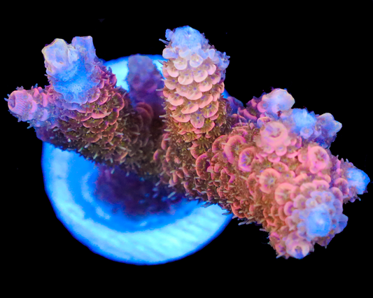 818'S PEACH DREAM MILLIE