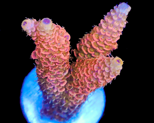 818'S PEACH DREAM MILLIE