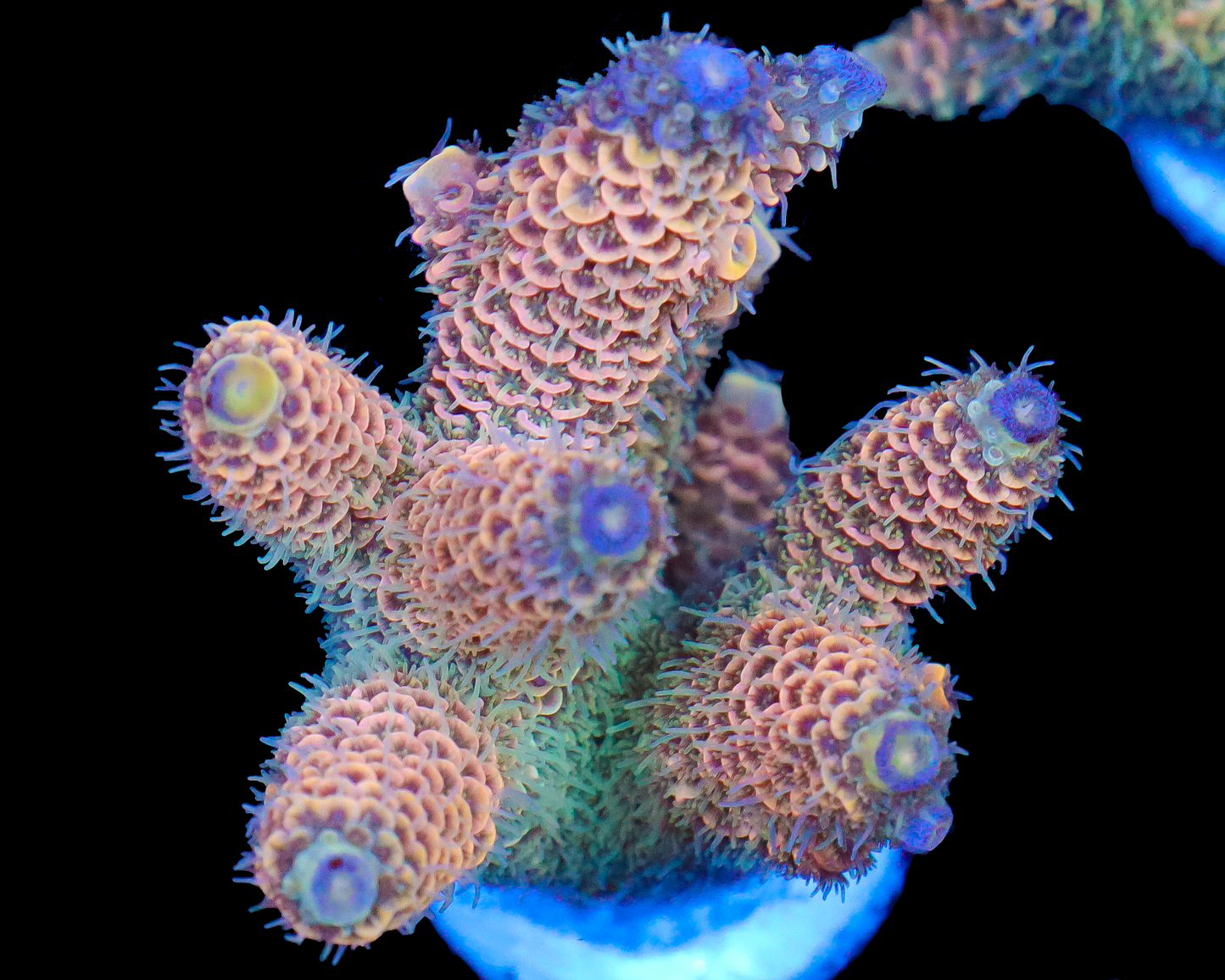 818'S CREAMSICLE MILLIE