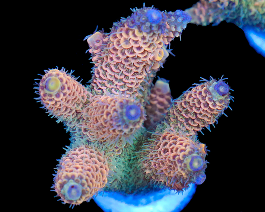 818'S CREAMSICLE MILLIE