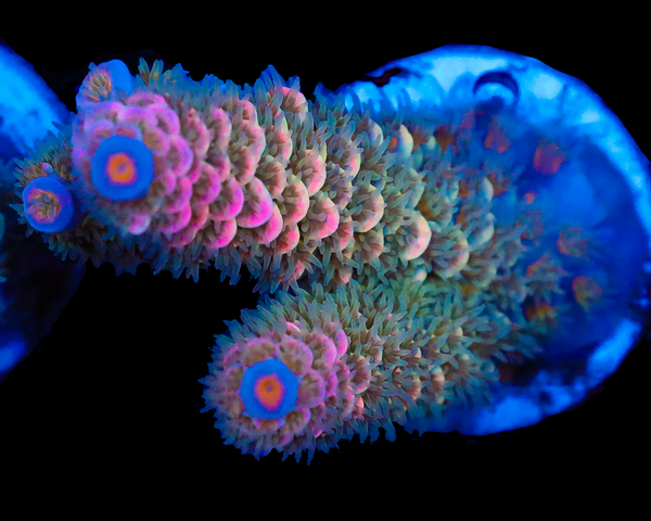 818'S WET DREAM TENUIS