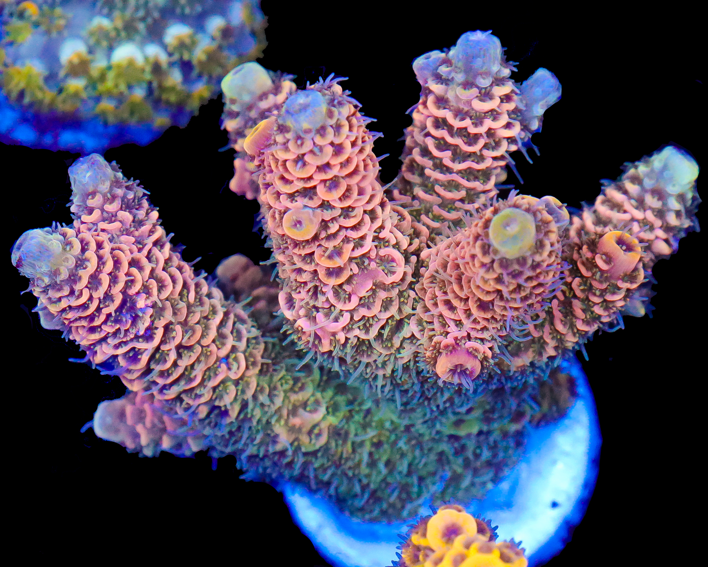 818'S ORANGE SHERBET MILLIE