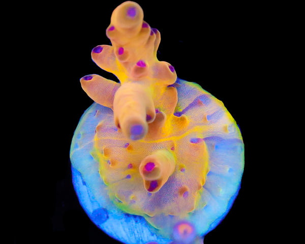 818'S DAYDREAM LOKANI GRAFTED