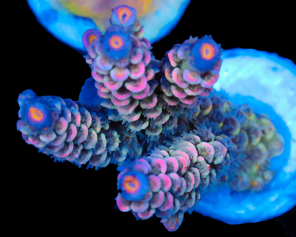 818'S MIND RIOT TENUIS