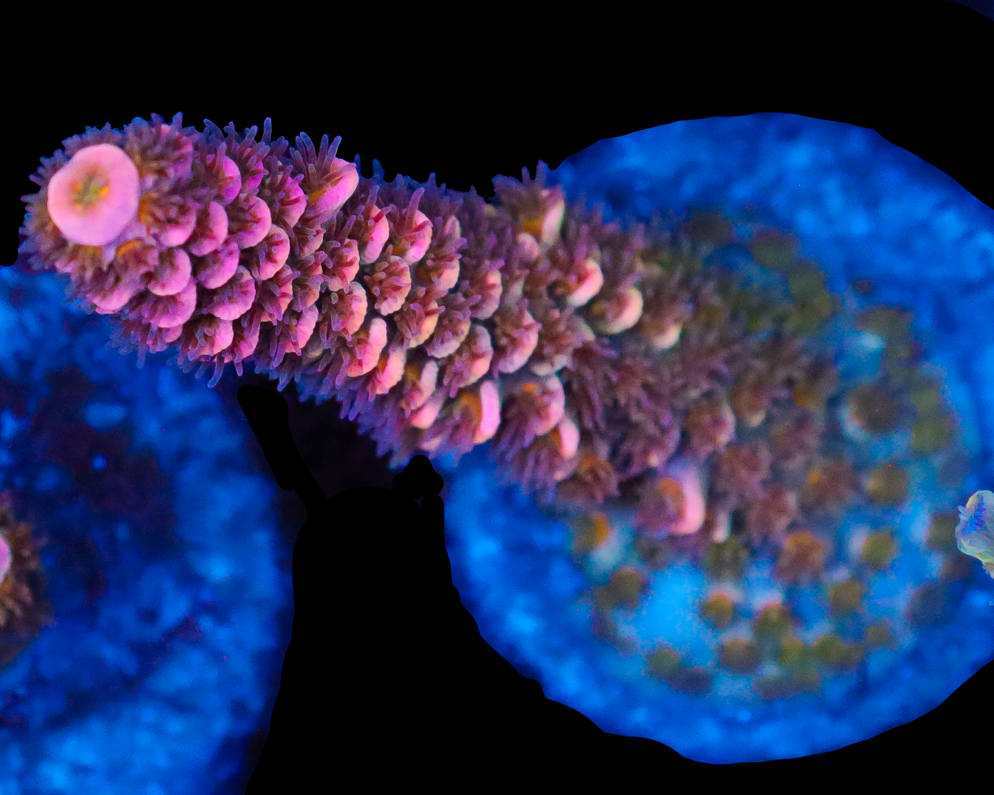 818'S APHRODITE TENUIS