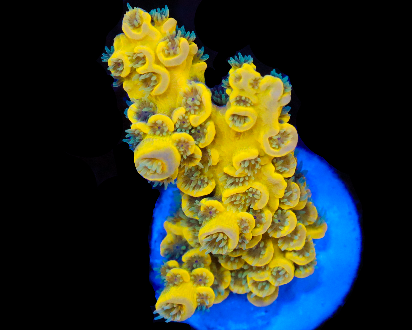 818'S PINEAPPLE SPLICE AQUACULTURED