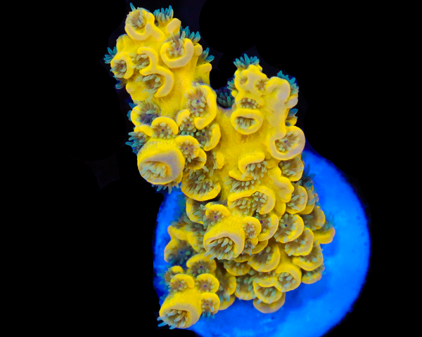 818'S PINEAPPLE SPLICE AQUACULTURED